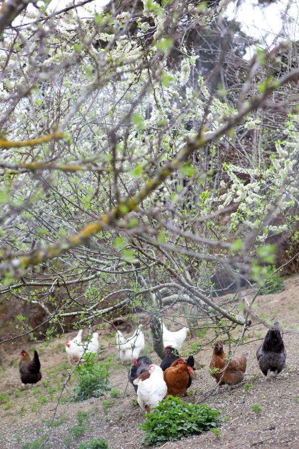 Hereweka Garden Retreat Ντούνεντιν Εξωτερικό φωτογραφία